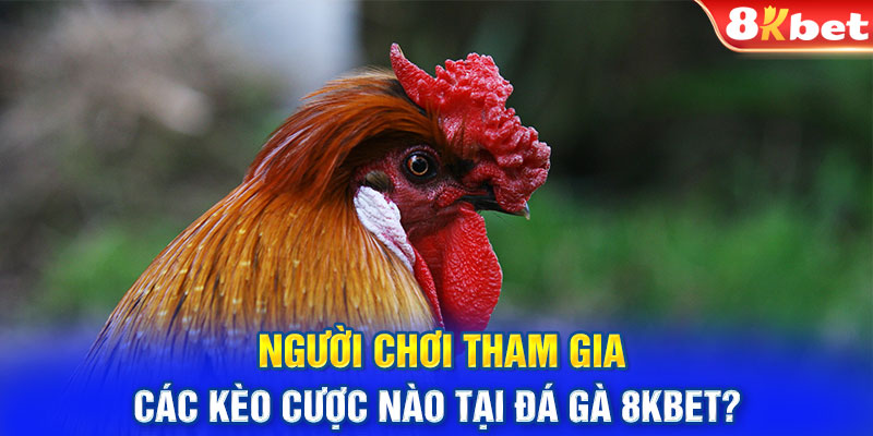 Người chơi tham gia các kèo cược nào tại đá gà 8KBET?